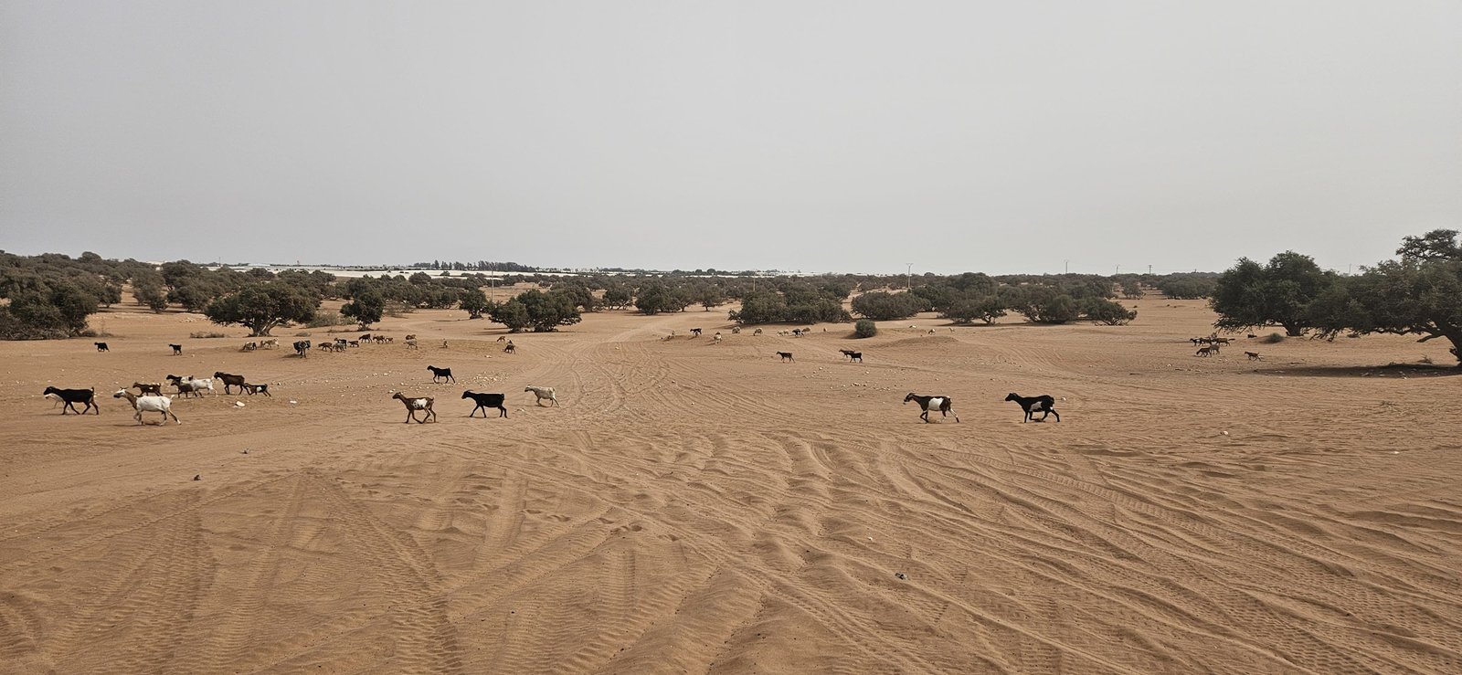 Quad Desert Safari in Agadir Morocco